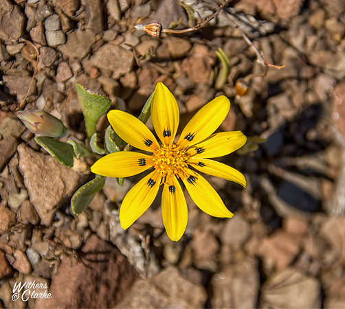 Spring Flowers