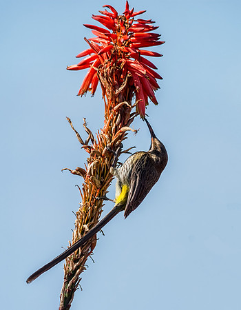 Cape Sugarbird