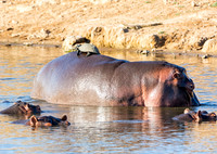 Hippos And Terrapin
