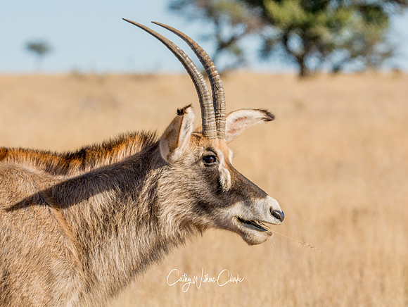 Roan Antelope