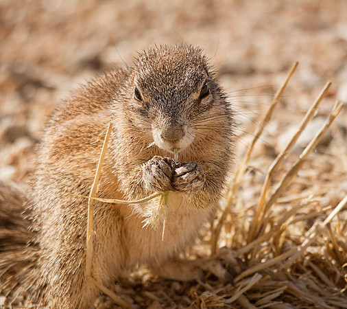Southern African Ground Squirrel