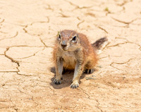 Ground Squirrel