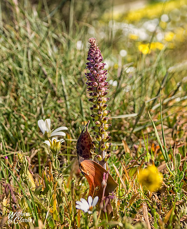 Spring Flowers