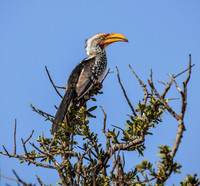 Yellow-billed Hornbill
