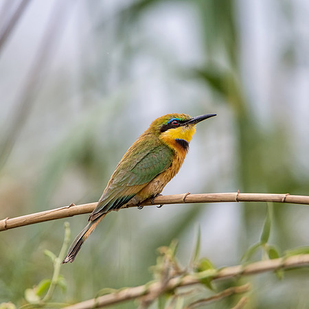 Little Bee-eater