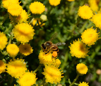Cape Honey Bee