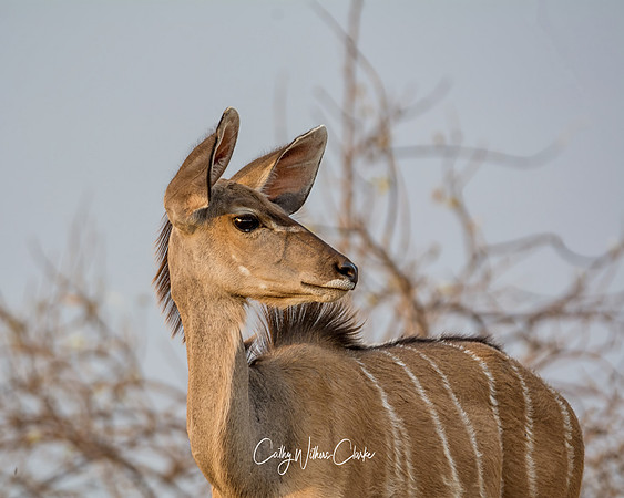 Female Kudu