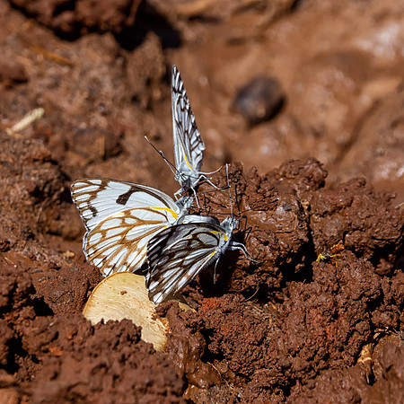 Brown-veined White Butterflies
