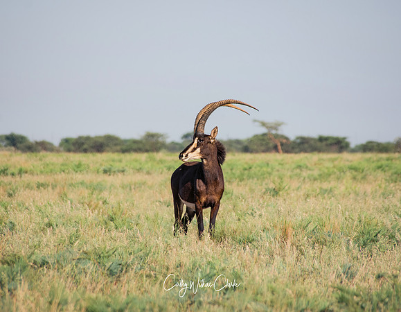 Sable Antelope