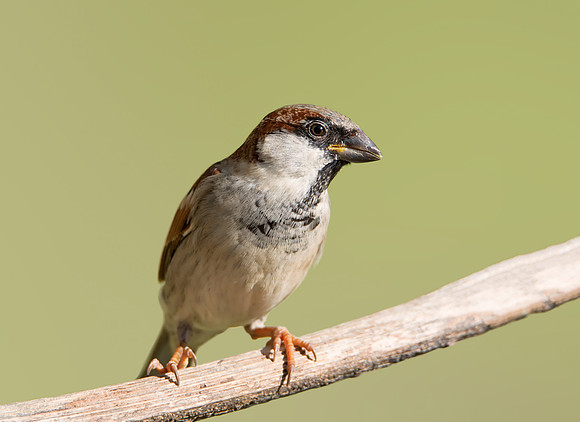 House Sparrow