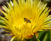 Cape Honeybee on Carpobrotus edulis