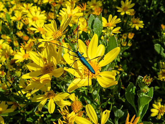 Common Metallic Longhorn