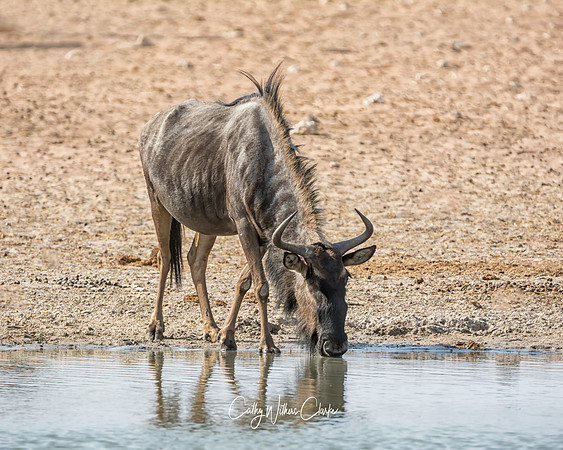 Blue Wildebeest At A Waterhole