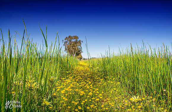 Spring Flowers