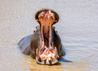 Hippo Warning