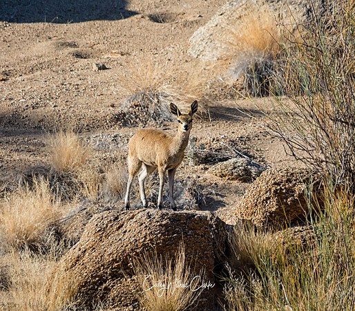 Klipspringer