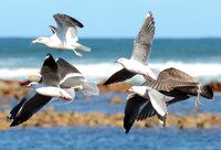 Hartlaub's Gull