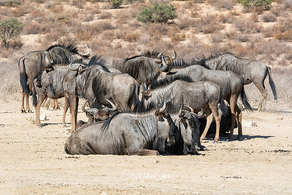 Blue Wildebeest Group