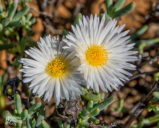 Spring Flowers