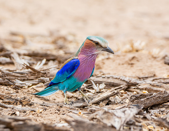 Lilac-breasted Roller