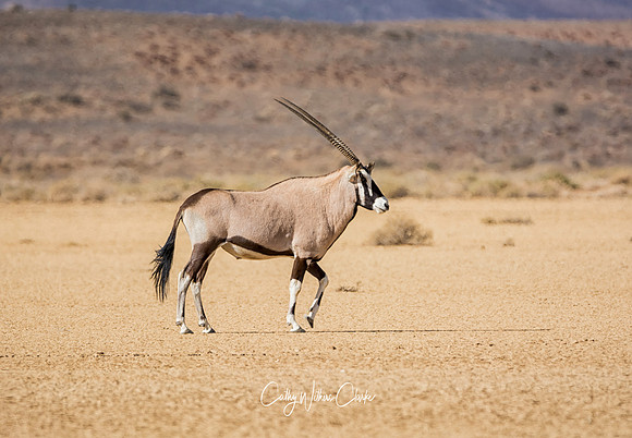 Gemsbok