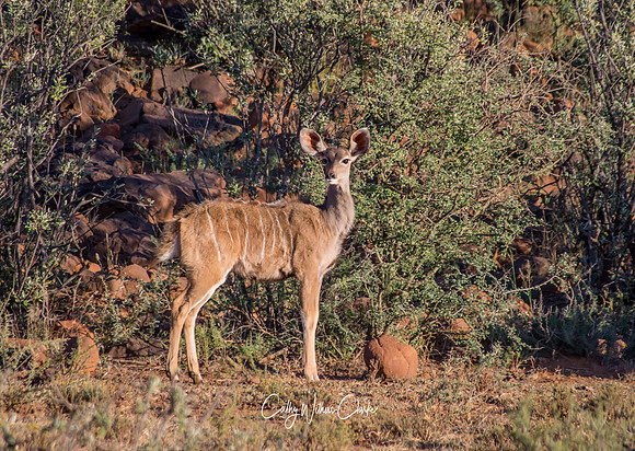 Female Kudu Calf