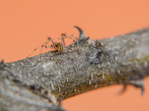 Green Lynx Spider
