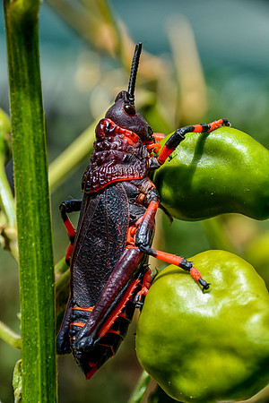 Koppie Foam Grasshopper