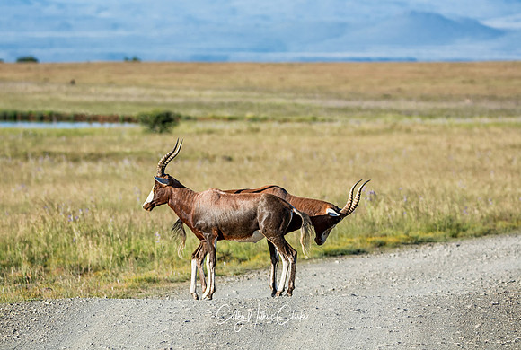 Blesbok
