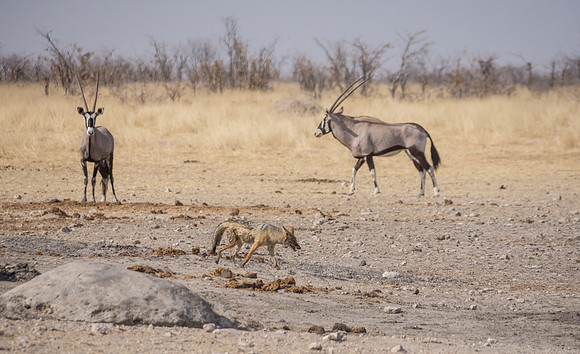 Black-backed Jackal