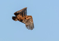 White-backed Vulture
