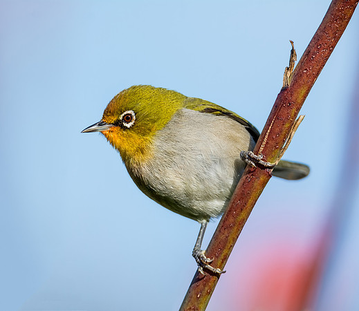 Cape White-eye
