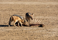 Black-backed Jackals