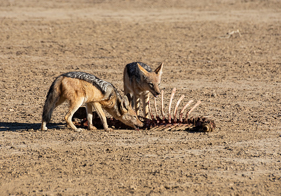 Black-backed Jackals