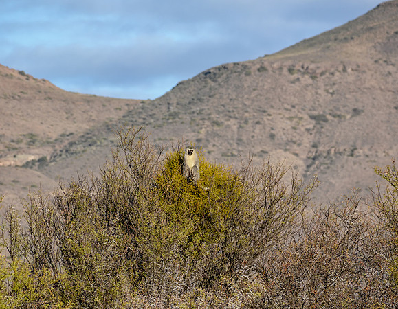 Vervet Monkey
