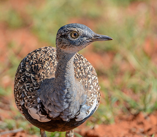 Red-crested Korhaan