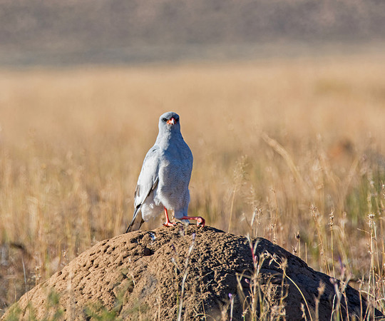 Southern pale Chanting Goshawk