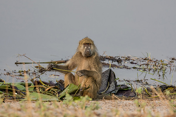 Chacma Baboon
