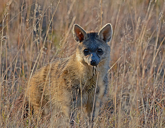 Aardwolf Standing In Long Grass