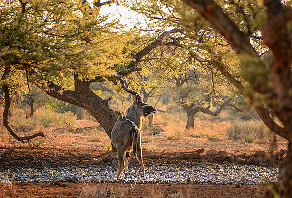 Kudu Bull