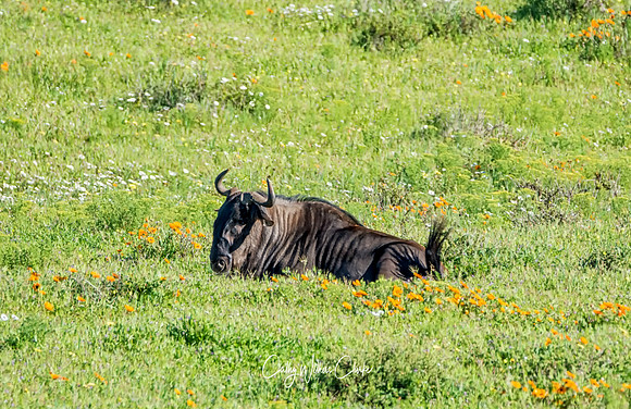 Blue Wildebeest Resting