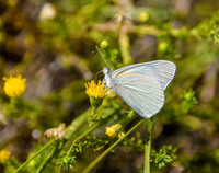 Banded Gold Tip Butterfly