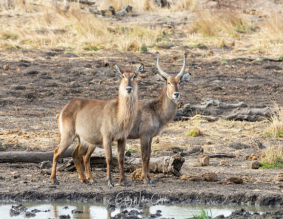 Waterbuck Antelopes