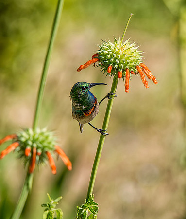 Double-collared Sunbird on Wild Dagga plant