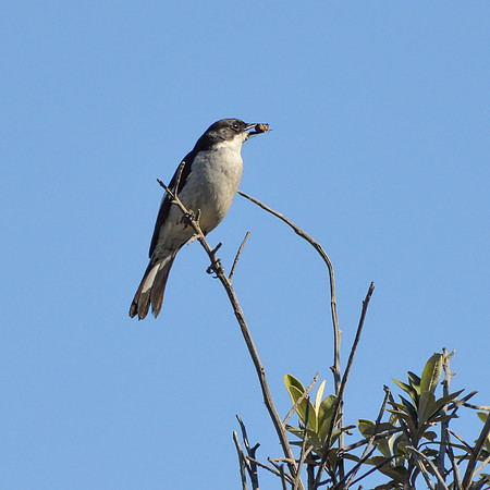 Fiscal Flycatcher