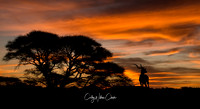 Kudu Bull At Sunset
