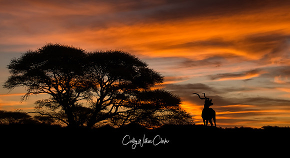 Kudu Bull At Sunset