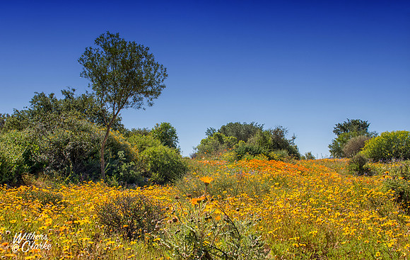 Spring Flowers
