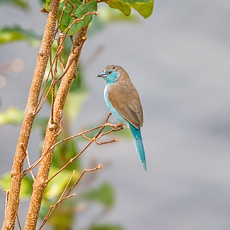 Blue Waxbill