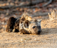 Spotted Hyena Pup